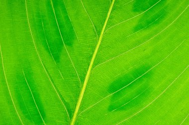 yaprak yeşil arka plan