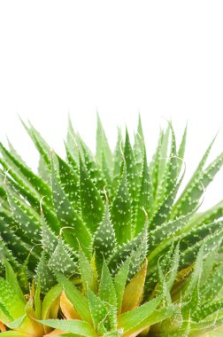 aloe vera beyaz arkaplanda izole