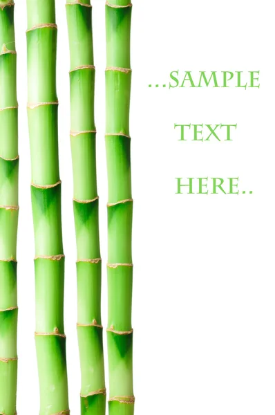 Bambus wynika na białym tle — Zdjęcie stockowe