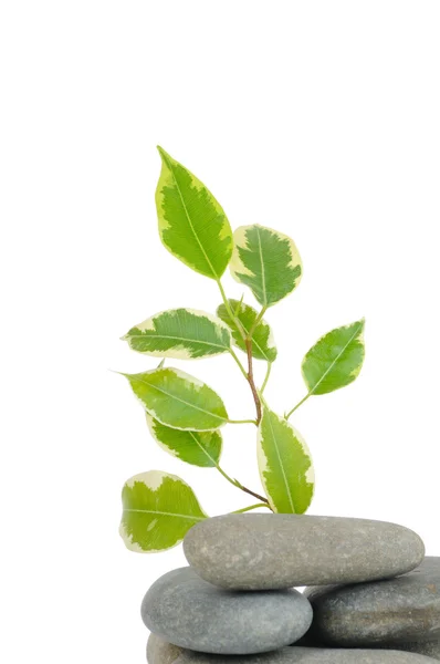 Japanese bonsai isolated on white background. Concept — Stock Photo, Image