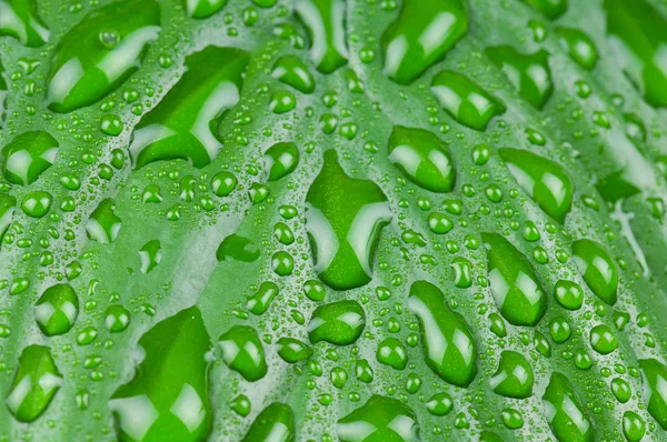 Water drops on green leaf — Stock Photo, Image