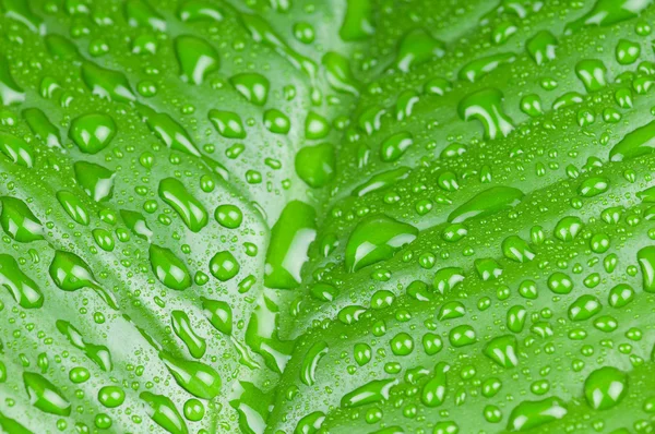 Water drops on green leaf — Stock Photo, Image