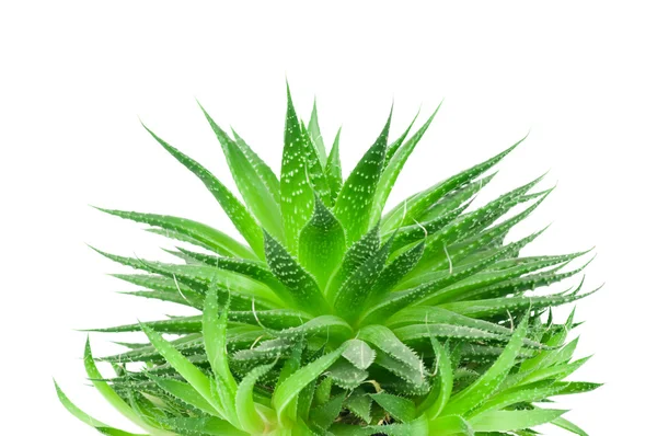 Aloe beyaz arkaplanda izole edildi