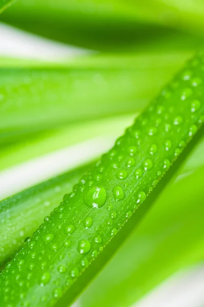 Water druppels op groene blad. macro — Stockfoto