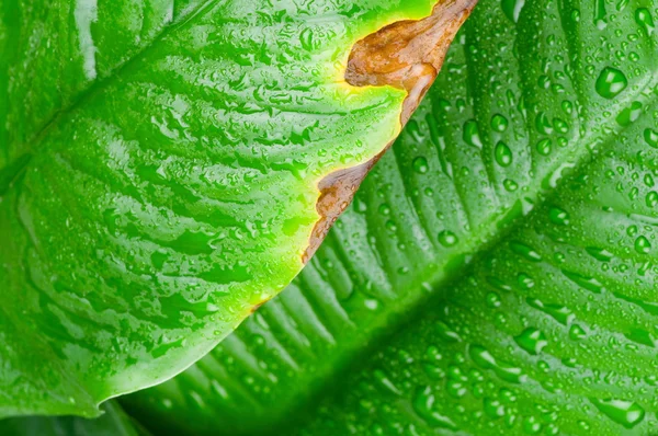 Water drops on green leaf — Stock Photo, Image