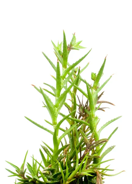 Aloe vera beyaz arkaplanda izole — Stok fotoğraf