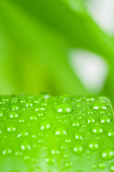 Waterdruppels op groene blad geïsoleerd op witte achtergrond — Stockfoto