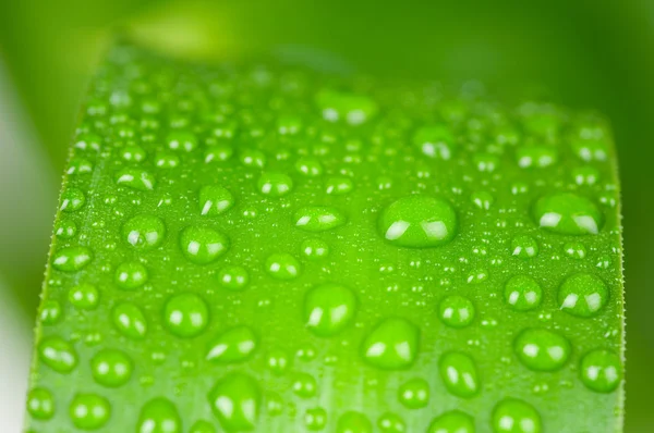 Gotas de agua sobre hoja verde aisladas sobre fondo blanco —  Fotos de Stock