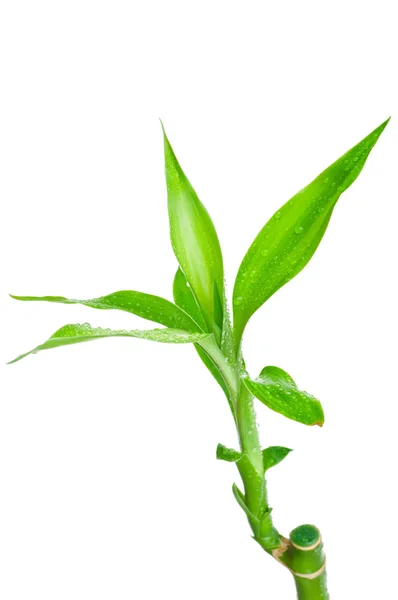 Bamboe met groen blad geïsoleerd op witte achtergrond — Stockfoto