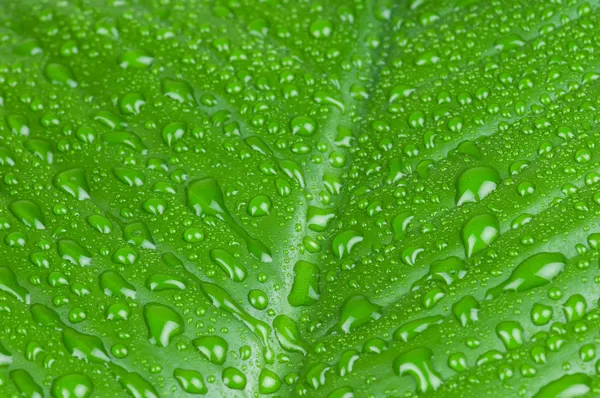 Gotas de água na folha verde — Fotografia de Stock