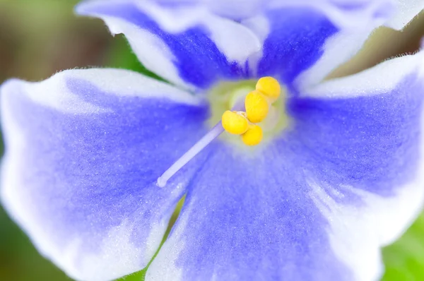 Viooltje bloem — Stockfoto