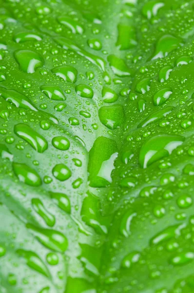 Vízcseppek zöld levélen — Stock Fotó