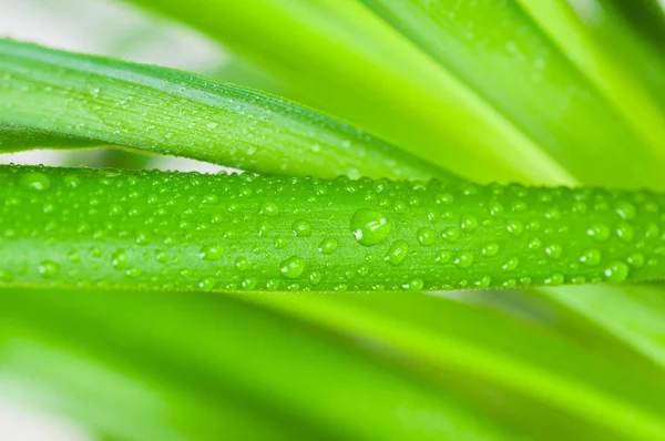 Water druppels op groene blad. macro — Stockfoto