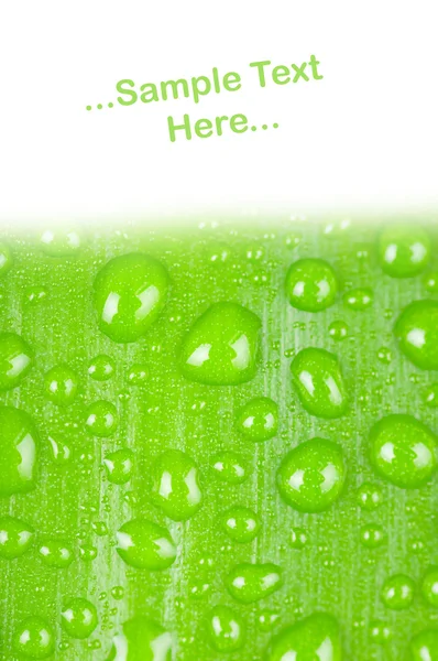Krople wody na zielony liść na białym tle — Zdjęcie stockowe