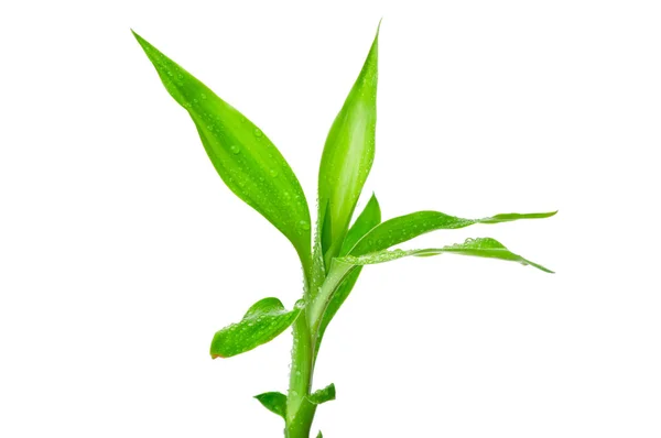Μπαμπού με πράσινο φύλλο που απομονώνονται σε λευκό φόντο — Φωτογραφία Αρχείου