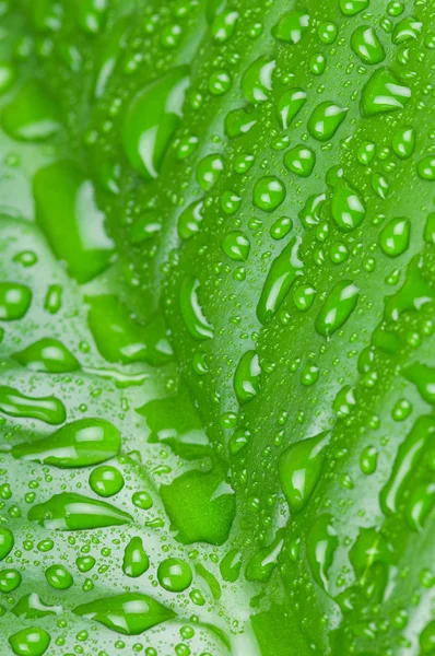 Gotas de agua en hoja verde — Foto de Stock