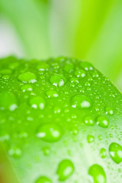 Water druppels op groene blad. macro — Stockfoto