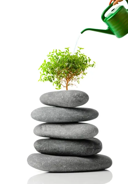 Japon bonsai beyaz zemin üzerine izole. kavram