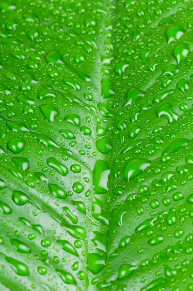 Waterdruppels op groen blad — Stockfoto