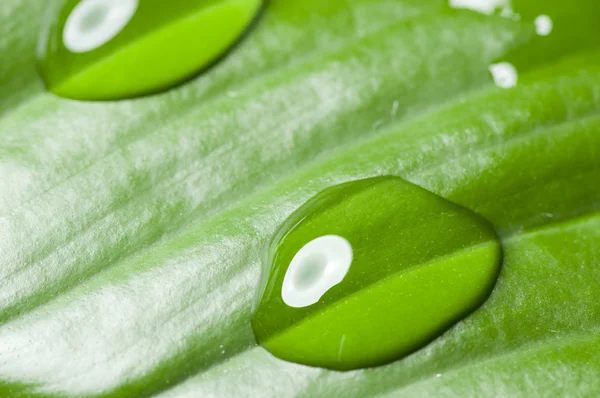 Waterdruppels op groen blad — Stockfoto