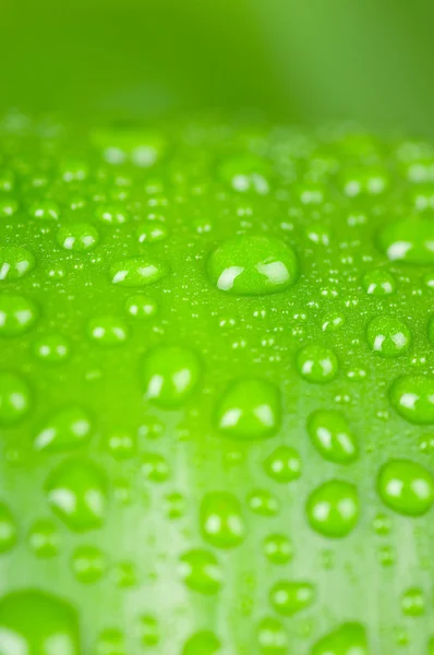 Water drops on green leaf isolated on white background — Stock Photo, Image