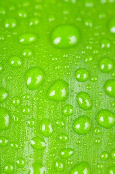 Beyaz arka plan üzerinde izole yaprak yeşil üzerinde su damlaları — Stok fotoğraf