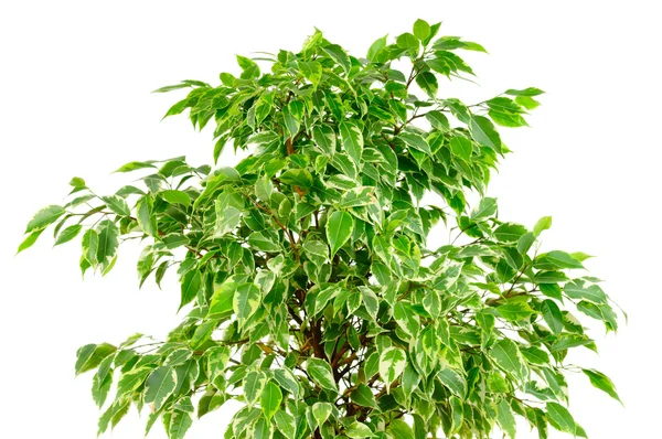 Ficus tree isolated on white background — Stock Photo, Image