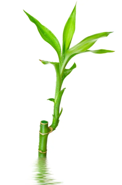 Bambu com folha verde isolada sobre fundo branco — Fotografia de Stock