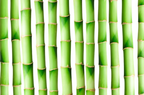 Tallos de bambú sobre fondo blanco — Foto de Stock