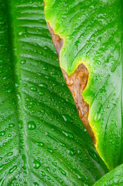 Water drops on green leaf — Stock Photo, Image