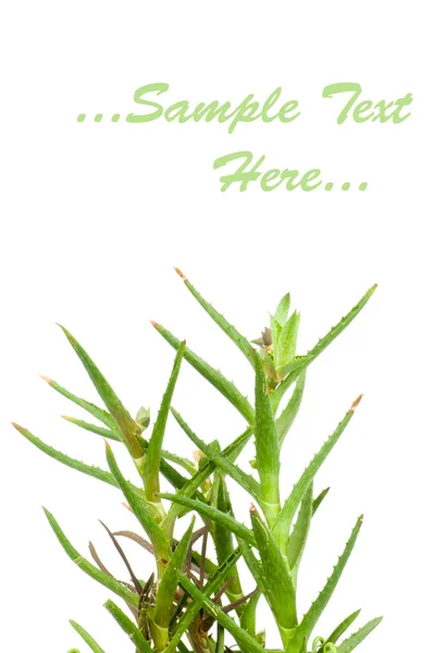 Aloe Vera isoliert auf weißem Hintergrund — Stockfoto