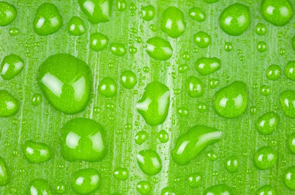 Beyaz arka plan üzerinde izole yaprak yeşil üzerinde su damlaları — Stok fotoğraf