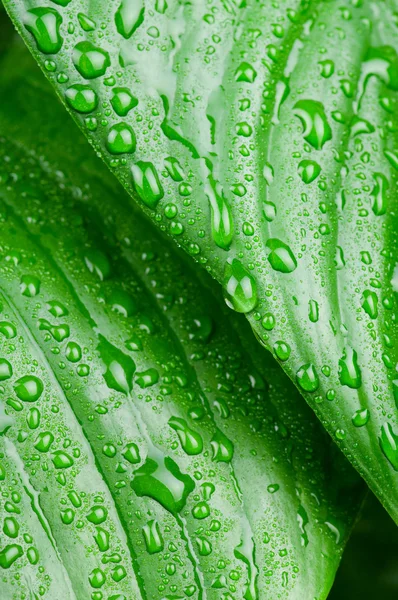 Waterdruppels op groen blad — Stockfoto