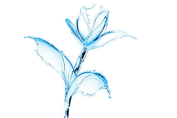 Beyaz arka plan üzerinde izole su sıçrama yapılmış çiçek — Stok fotoğraf