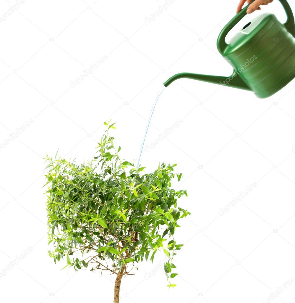 Myrtle tree and watering pot isolated on white