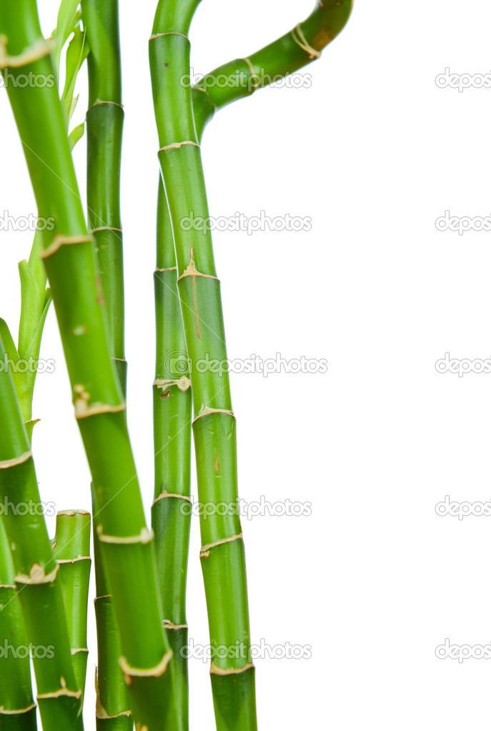 Bamboo stems on white background
