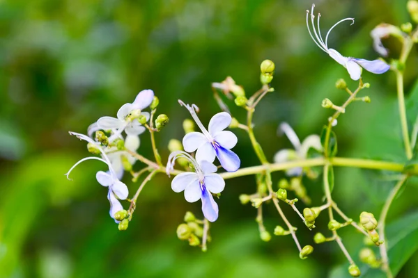 Wild flowers background — Stock Photo, Image