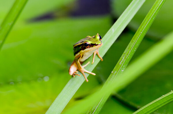 Frog sits on a green leaf