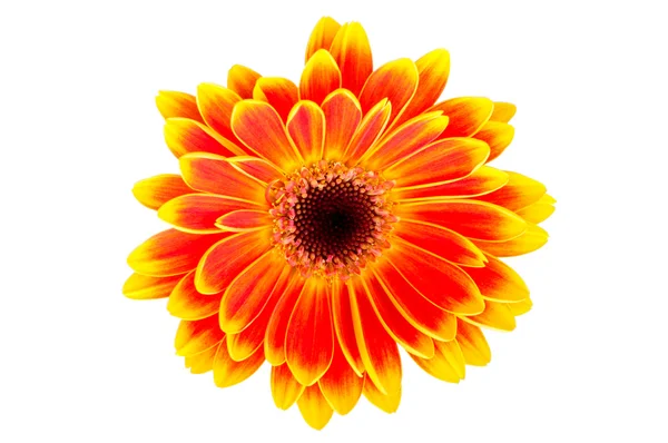 Daisy flower on white background — Stock Photo, Image