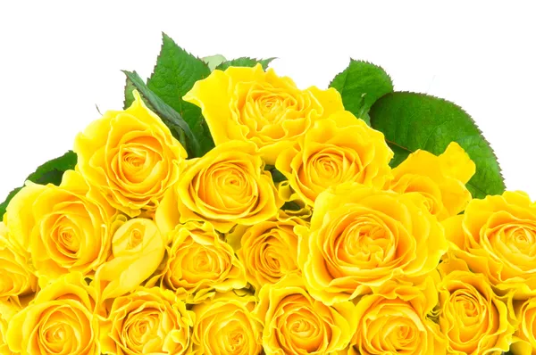 Rosas amarillas aisladas sobre fondo blanco — Foto de Stock