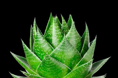 Aloe cosmo on black background clipart
