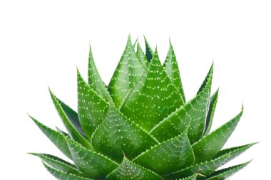 Aloe beyaz arkaplanda izole edildi