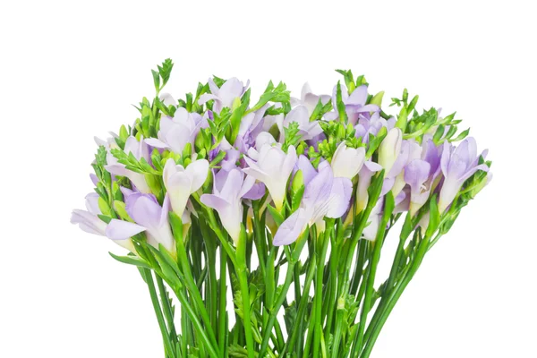 Freesia lila aislada en blanco — Foto de Stock