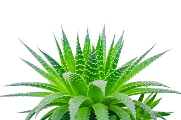 Aloe isolated on white background — Stock Photo, Image
