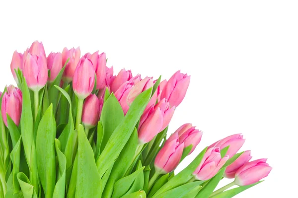Buquê de tulipas isoladas em fundo branco — Fotografia de Stock