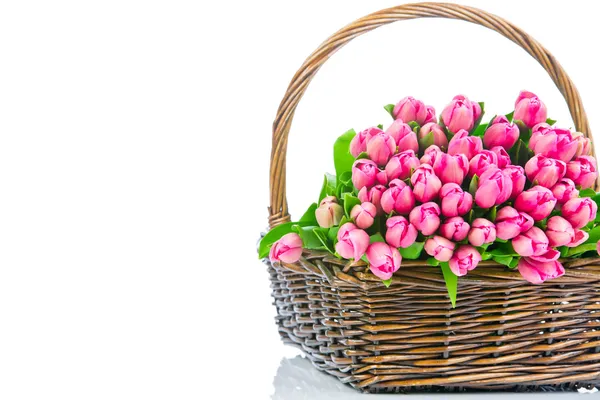 Růžové tulipány v proutí izolované na bílém pozadí — Stock fotografie