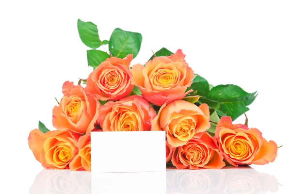 Orange Rosen auf weißem Hintergrund — Stockfoto