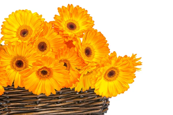 Gerber bloemen in de rieten geïsoleerd op witte achtergrond — Stockfoto