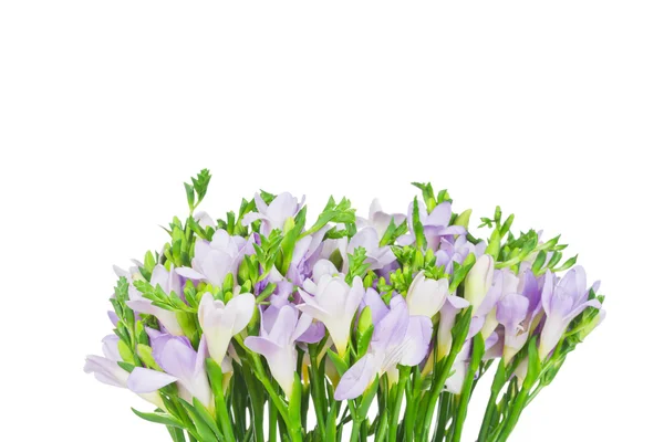Fresia lilla isolata su bianco — Foto Stock