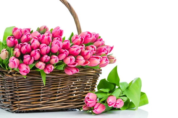 Tulipanes rosados en el mimbre aislados sobre fondo blanco — Foto de Stock